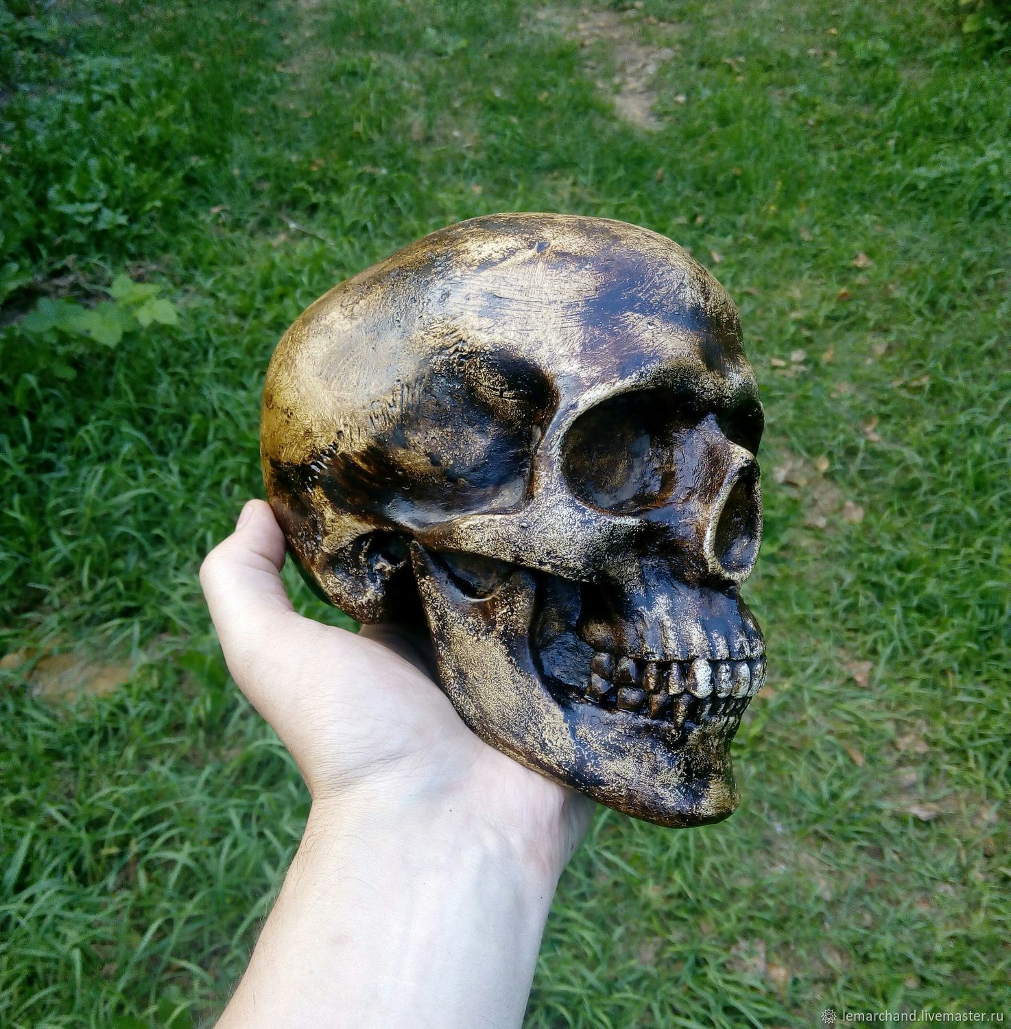 Elder bone. Череп гипс.