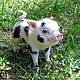 Pig of NAF-NAF – felted wool pig, felted toy (pig), Felted Toy, Sochi,  Фото №1