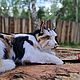 Juguete realista: gato zhenka, Teddy Toys, Chelyabinsk,  Фото №1