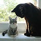 Cat Bonya photos, felted cat portrait likeness. Felted Toy. Woolen Zoo. My Livemaster. Фото №5