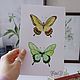 Order  Butterflies watercolor work collectible. vettochka. Livemaster. . Pictures Фото №3