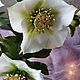 Заказать Морозник. Зимовник. Helleborus. Полимерная глина (холодный фарфор). Lovely flower. Ярмарка Мастеров. . Букеты Фото №3