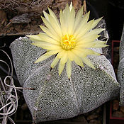 Цветы и флористика handmade. Livemaster - original item Astrophytum myriostigma seeds 3 pcs succulent cactus. Handmade.