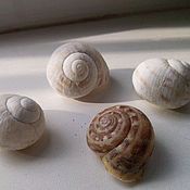 Материалы для творчества handmade. Livemaster - original item Shell,shells, snails. Handmade.