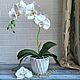 Цветы интерьерные - Белая орхидея, Комнатные растения, Белгород,  Фото №1