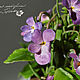 Forest violet. interior arrangement, Flowers, Vladivostok,  Фото №1