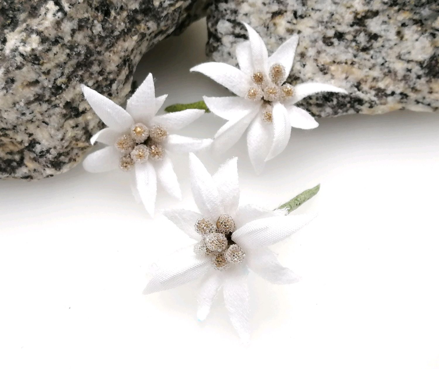 Горный цветок Эдельвейс: подборка картинок