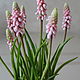 Bouquet ' Muscari pink ice'. Flowers. decoreka. Online shopping on My Livemaster.  Фото №2