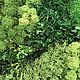 Fotokartin of different types of moss. Fitokartins. Антонина Литовкина - Озеленение (Планета Флористики). My Livemaster. Фото №4