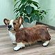 Реалистичная подвижная игрушка / Собака Корги / Ручная работа. Мягкие игрушки. Наталья Бакатуева. Интернет-магазин Ярмарка Мастеров.  Фото №2