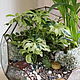 The Floriana plants. The Floriana ball ficus. Plants. Glass Flowers. My Livemaster. Фото №5