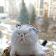 Кот Беляш, Войлочная игрушка, Тюмень,  Фото №1