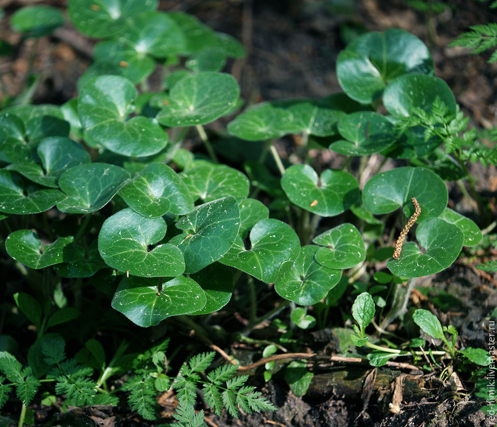 Копытень. Копытень Европейский. Asarum europaeum l. копытень Европейский. Копытень (Asarum). Asarum europaeum цветок.