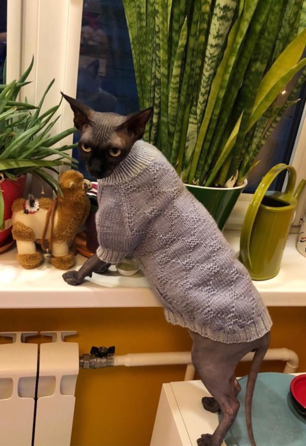 Одежда для кошек сфинксов