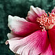 'Scarlet flower' in pink. Nightlights. Elena Krasilnikova. My Livemaster. Фото №6