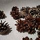 100 PCs. Pine cones. Natural materials. AlinaMaksim. Online shopping on My Livemaster.  Фото №2