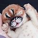 Realistic toy: Newborn Lynx. Felted Toy. KravetsTatyana. Online shopping on My Livemaster.  Фото №2