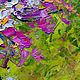 La pintura de la manzanilla 'Brillante Ramo de Romashkami' óleo. Pictures. Multicolor Gallery. Ярмарка Мастеров.  Фото №4