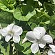Саженцы: Фиалка белая Альба Viola Alba садовая лесная, Семена саженцы, Отрадная,  Фото №1