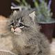 Kitten ' Baby', Felted Toy, Moscow,  Фото №1