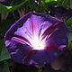 Платье  VIOLET. Платья. Ольга Соловей (ptichkahelga). Ярмарка Мастеров.  Фото №5