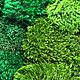 Stabilized moss forest tussock (1 kg) from the manufacturer. Moss. Антонина Литовкина - Озеленение (Планета Флористики). My Livemaster. Фото №5