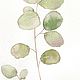'A sprig of eucalyptus' watercolor, flowers, plants, Pictures, Korsakov,  Фото №1