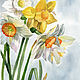  Daffodils - spring flowers. Watercolor, Pictures, Penza,  Фото №1