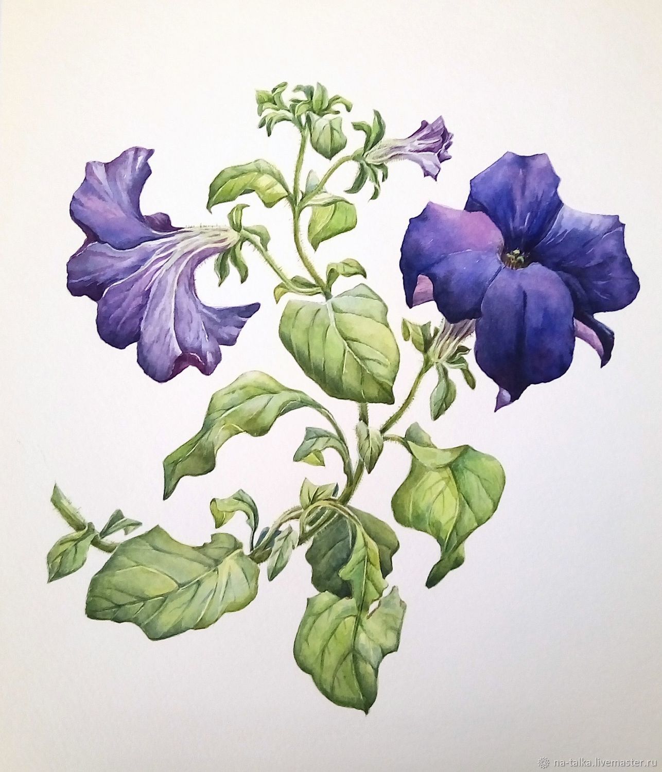 Фиолетовая петуния, Картины, Нахабино,  Фото №1
