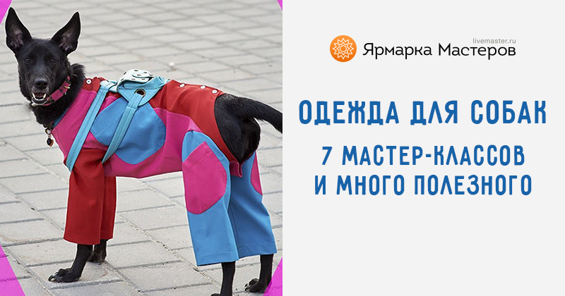 Шьем одежду для собак своими руками (65 фото)