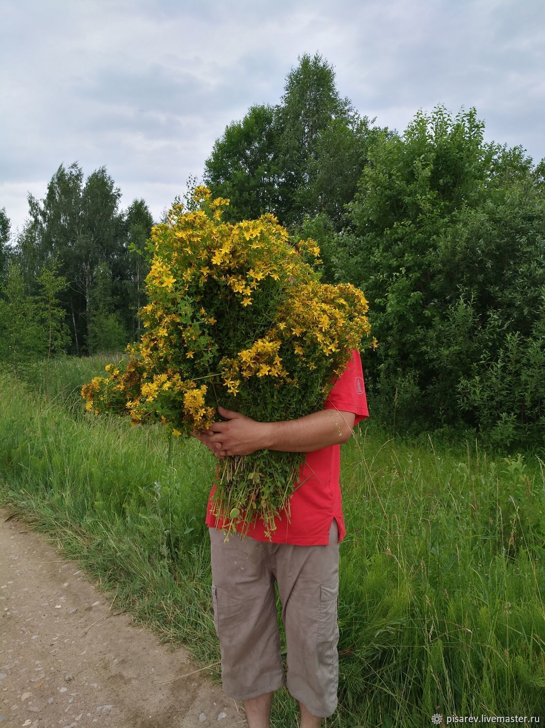 Фото по запросу Зверобой