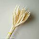 Пшеница злаки отбеленные. Цветы сухие и стабилизированные. b.g.shishki - сухоцветы и природный декор. Ярмарка Мастеров.  Фото №4