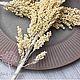 Заказать Веточка сорго выбеленная 10480. Sm-Floristic (сухоцветы и декор) (sm-floristic-1). Ярмарка Мастеров. . Сухоцветы для творчества Фото №3