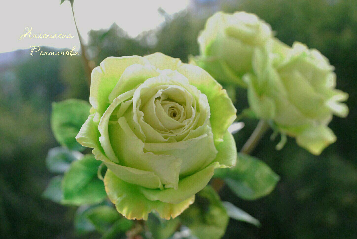 Limbo роза эквадор