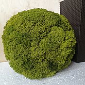 Цветы и флористика handmade. Livemaster - original item Ball of stabilized moss. Handmade.