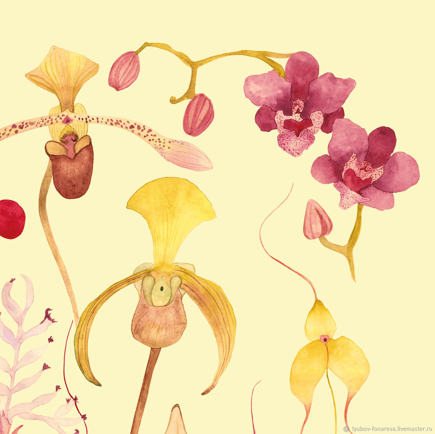 Ботанические иллюстрации орхидей для интерьера