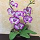 Orchid, Plants, Prokopevsk,  Фото №1
