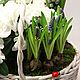 Заказать Корзина "Вера" Цветущие растения Первоцветы на 8 марта. DARK FLORIST Флористика Декор ЦВЕТЫ. Ярмарка Мастеров. . Комнатные растения Фото №3