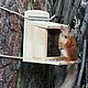 Wooden feeder for squirrels, Bird feeders, Moscow,  Фото №1