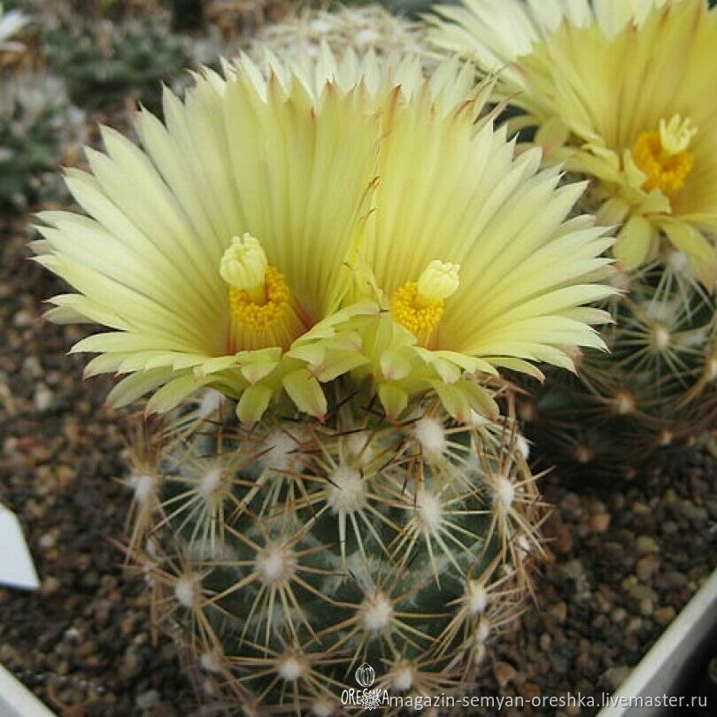 Кактус Coryphantha radians v. bernalensis PAN-110 семена 10 ШТ в ...