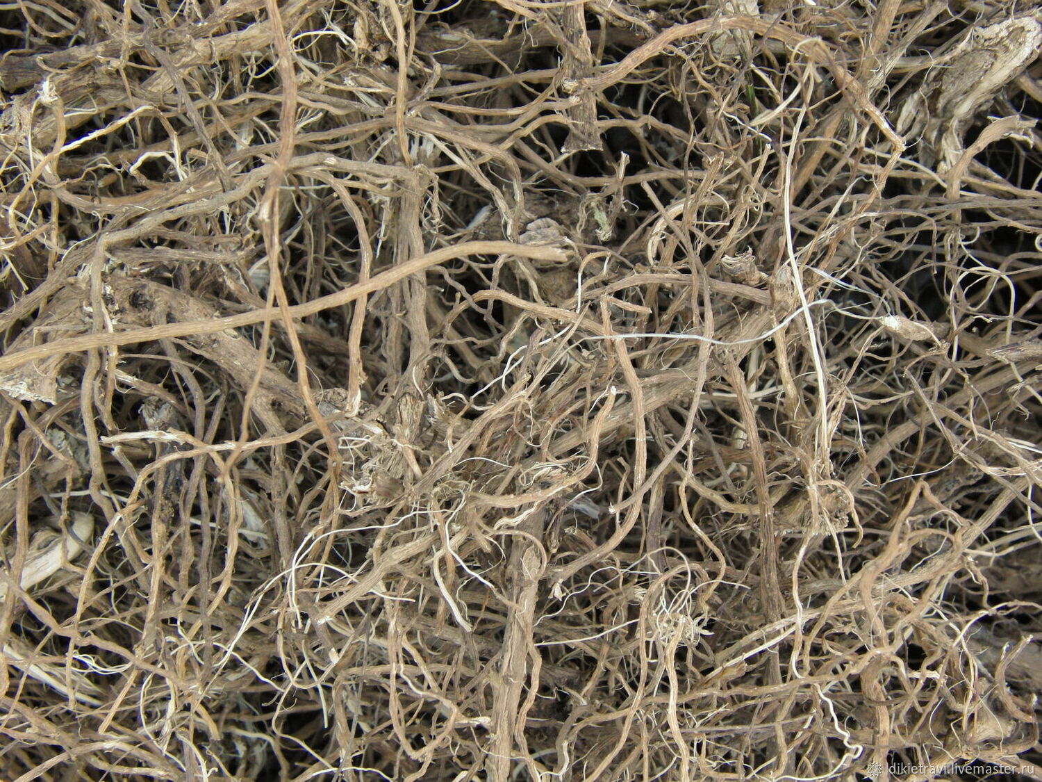 Полынь обыкновенная (чернобыльник). Корень (корневище). Цена за 1 г ...