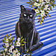 Картина с котом Картина. Купить картину с котом. Картины с котом, Картины, Самара,  Фото №1
