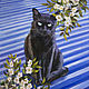 The picture with the cat Picture. Buy a picture with a cat. The picture with the cat, Pictures, Samara,  Фото №1