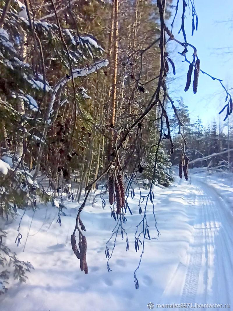 Сережки ольхи фото весной