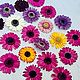 Заказать Гербера. Валентина «_flowers.style_». Ярмарка Мастеров. . Цветы сухие и стабилизированные Фото №3