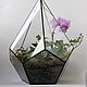 Florarium. Geométrico florarium con rosa orquídea y fittoniej. Florariums. Glass Flowers. Ярмарка Мастеров.  Фото №5
