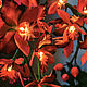 Flower-nightlight orchid 'Doriti'. Nightlights. Elena Krasilnikova. My Livemaster. Фото №5