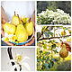  Pear happiness, 10 ml. Perfume. Wild Mystery Perfumes. Online shopping on My Livemaster.  Фото №2
