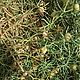 Harmala in bulk .Gifts of Astrakhan nature, Fumigation herbs, Astrakhan,  Фото №1