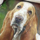 Order Pet portrait, oil painting. Belasla. Livemaster. . Pictures Фото №3